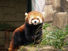 川崎市夢見ケ崎動物公園