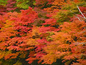 奥久慈矢祭山