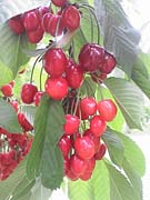 観光農園大野園